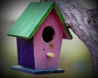 Bird House 